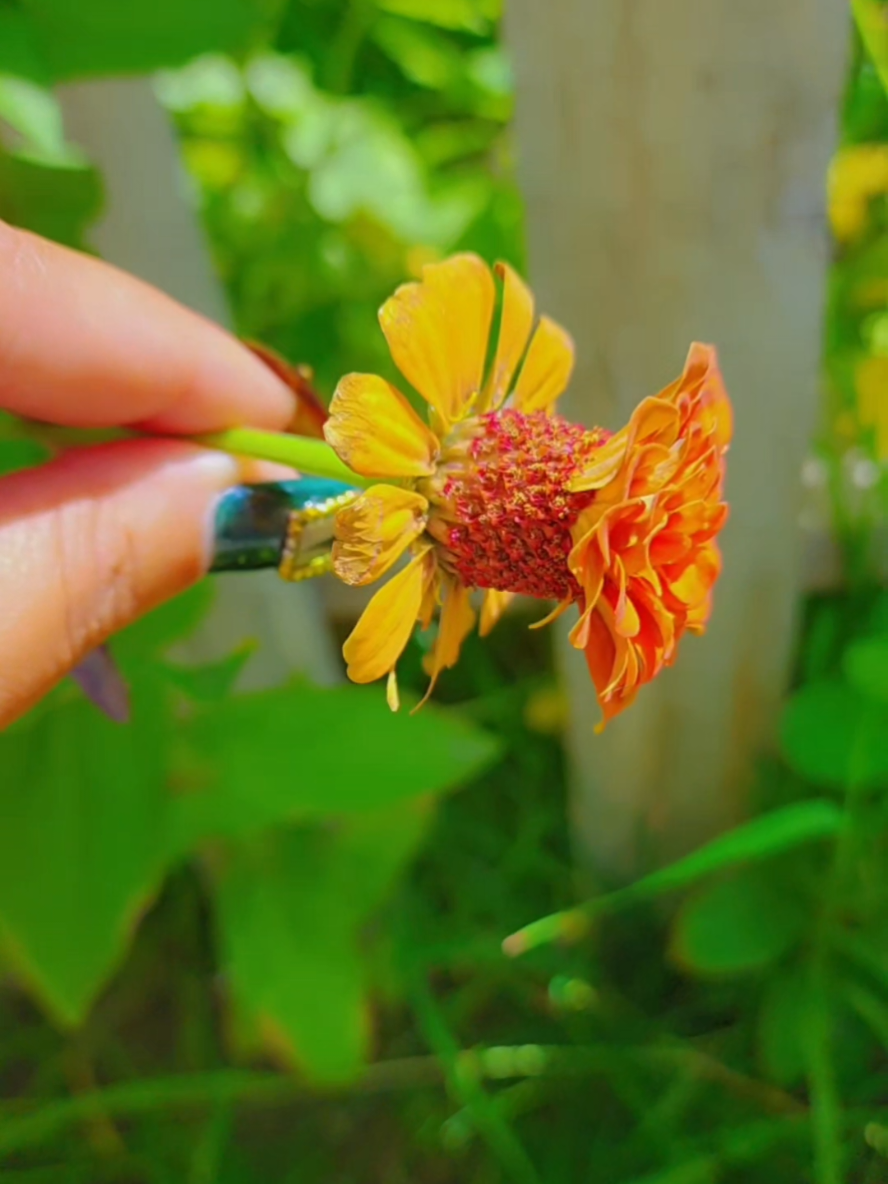 @Alicia ✨️🌱🐛