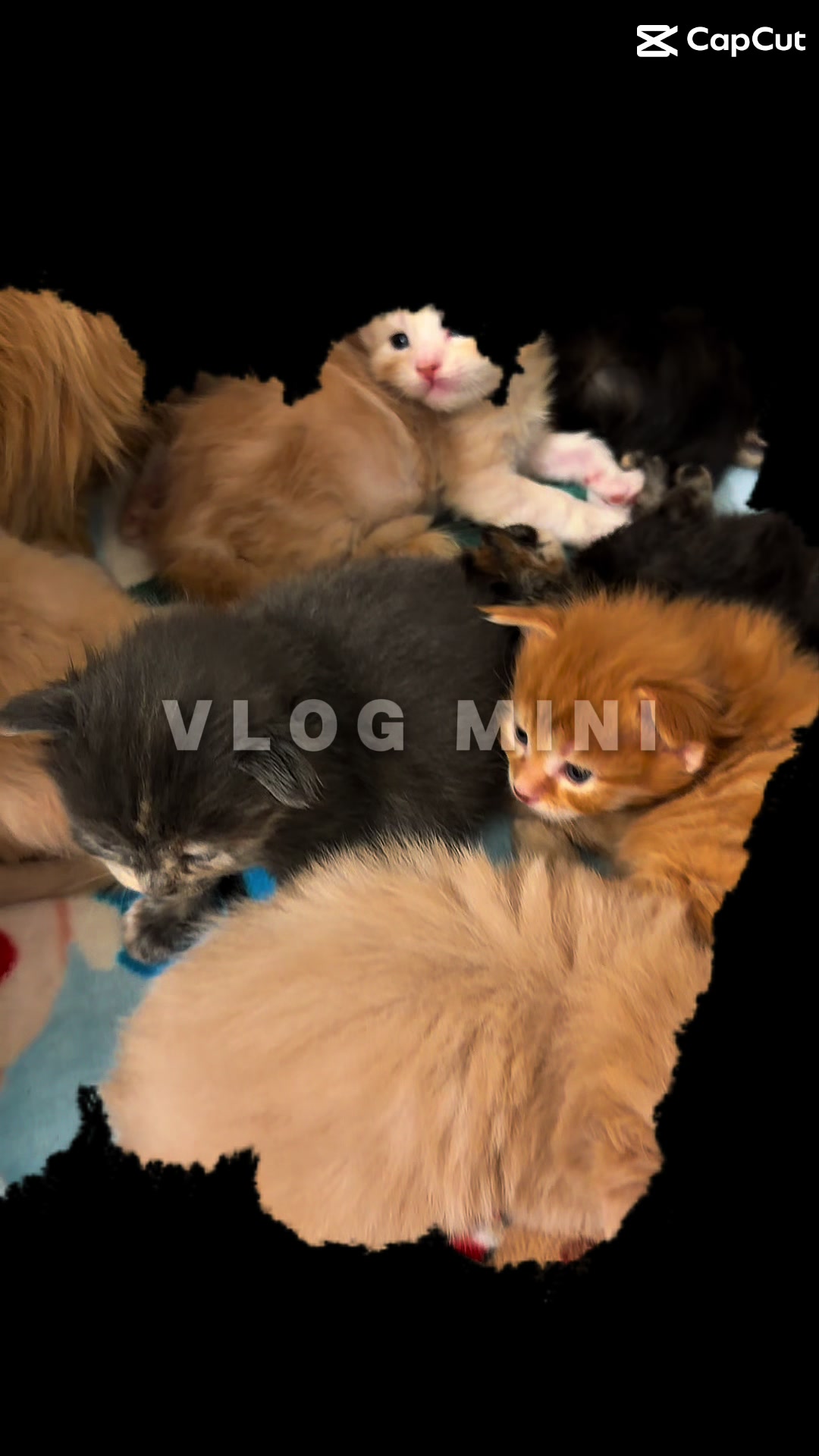 @Maine coon kittens