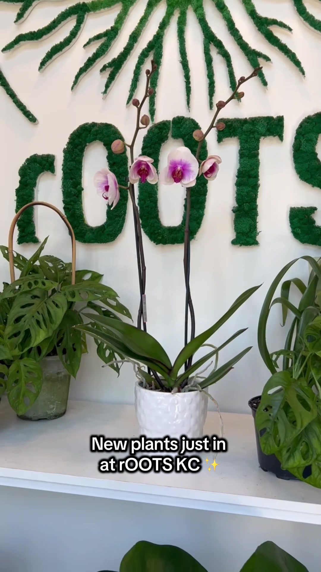 @Rootskc