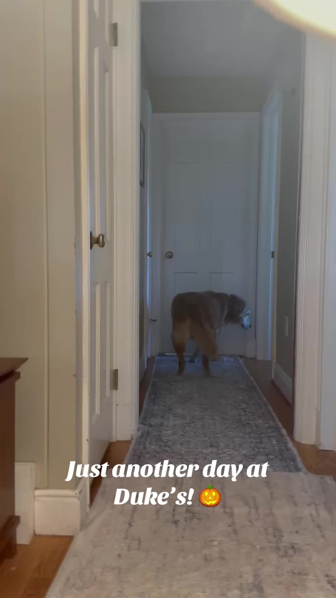 @lifewithduke2025