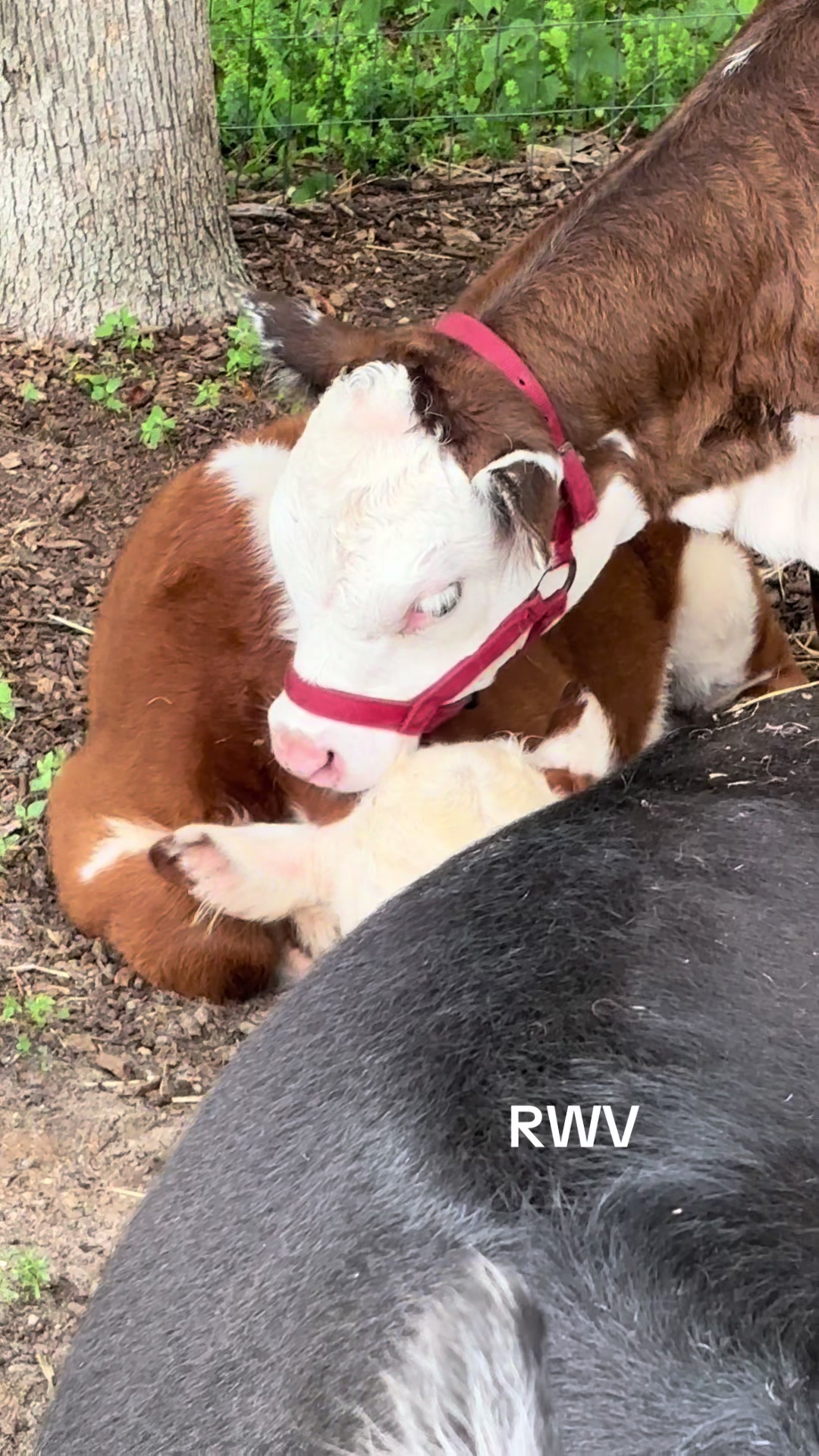 @RWV Land & Livestock