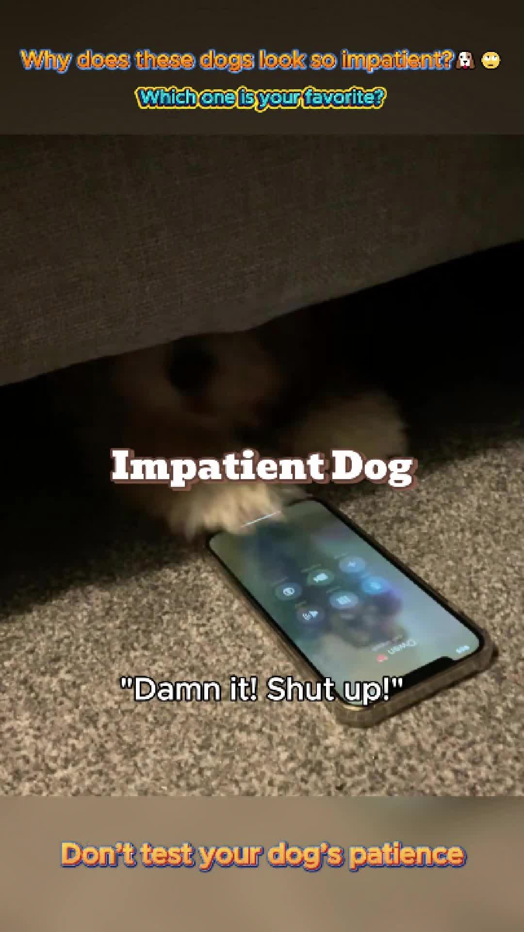 @pet.funny799