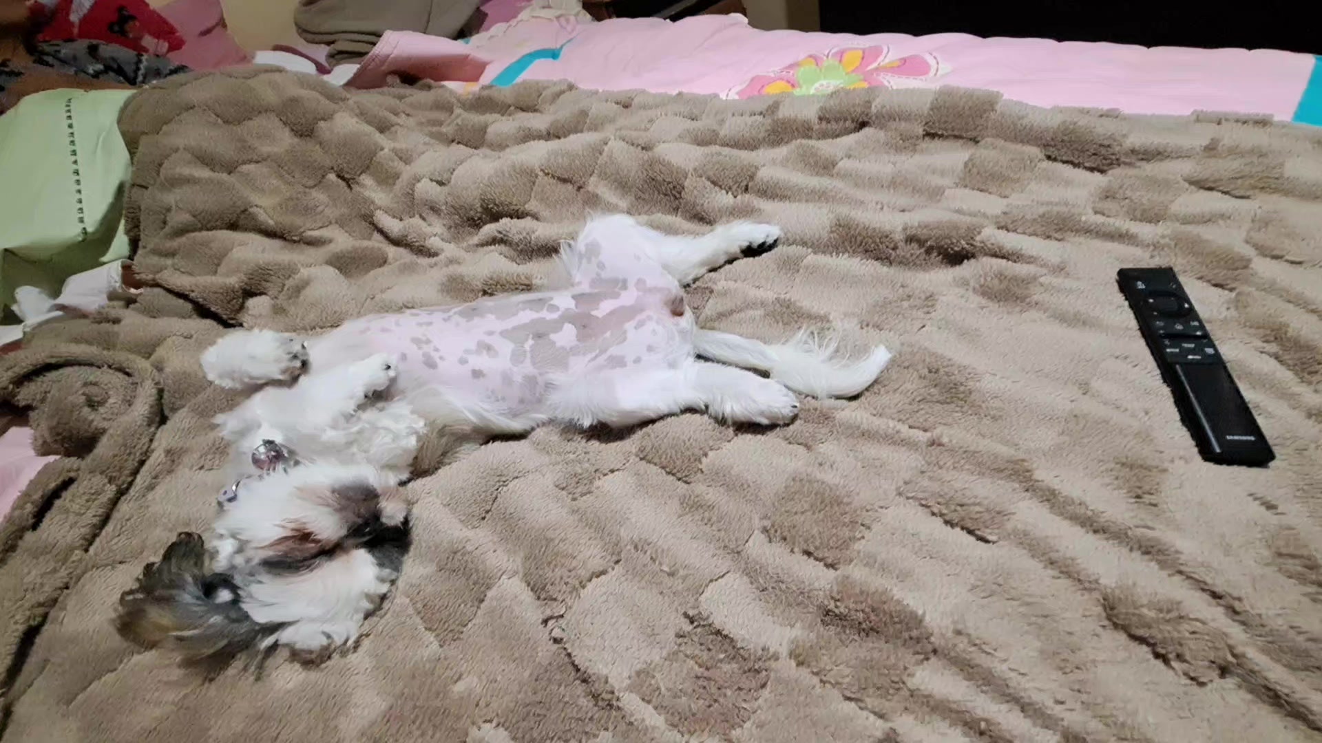 @Harry y Mila Life 🐶🐾