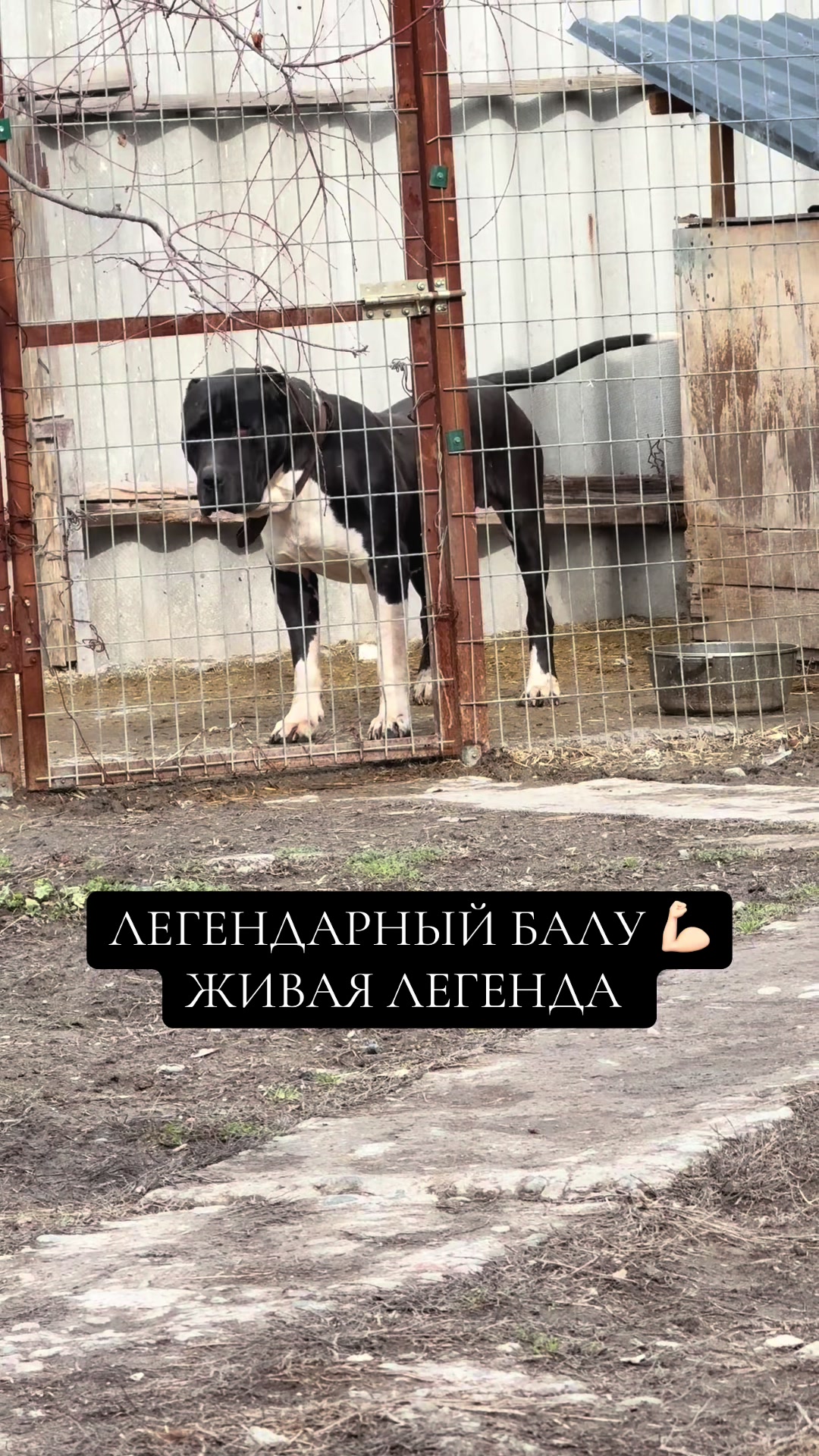 @БАЛУ