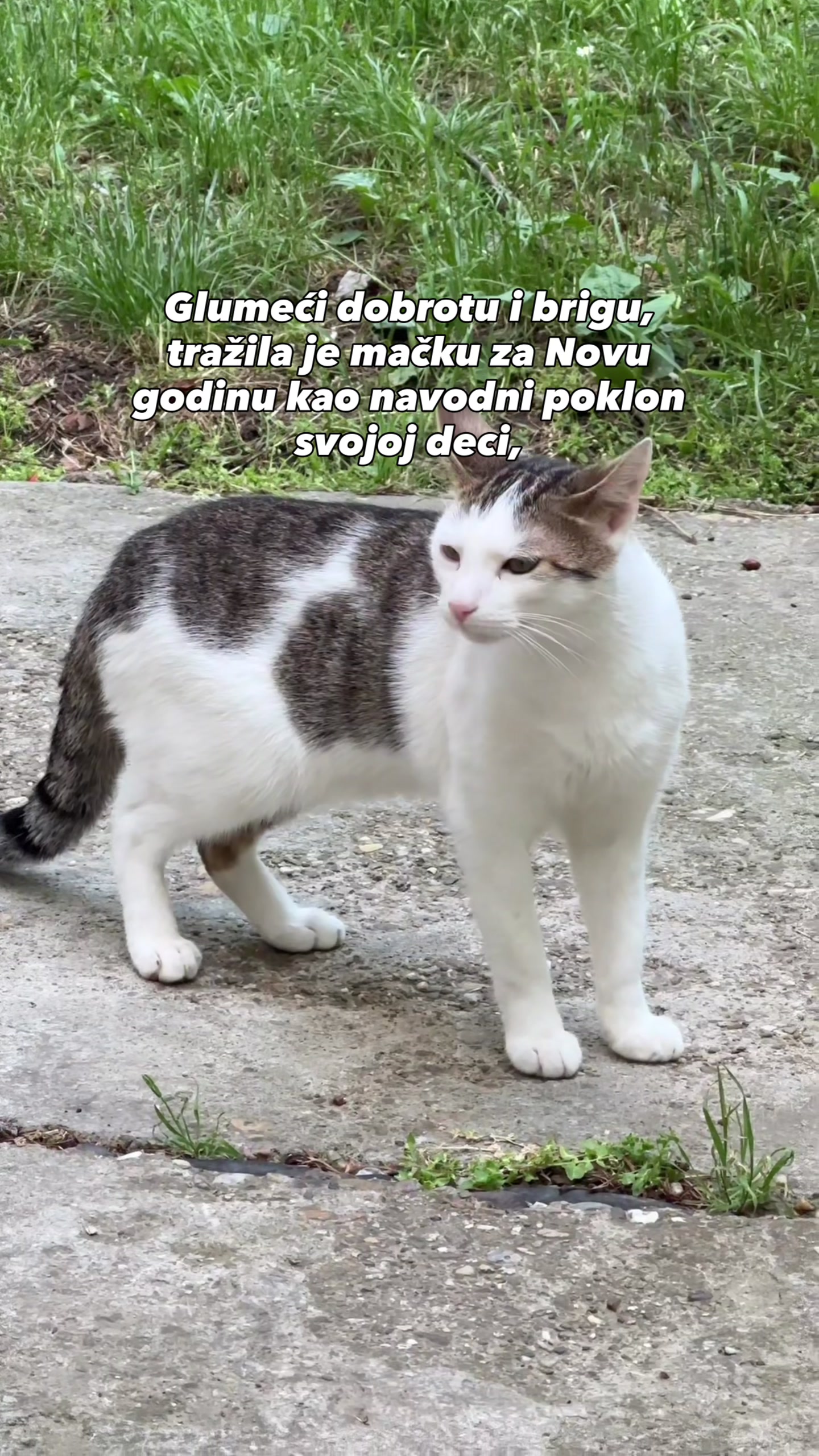 @cosanostrapurr