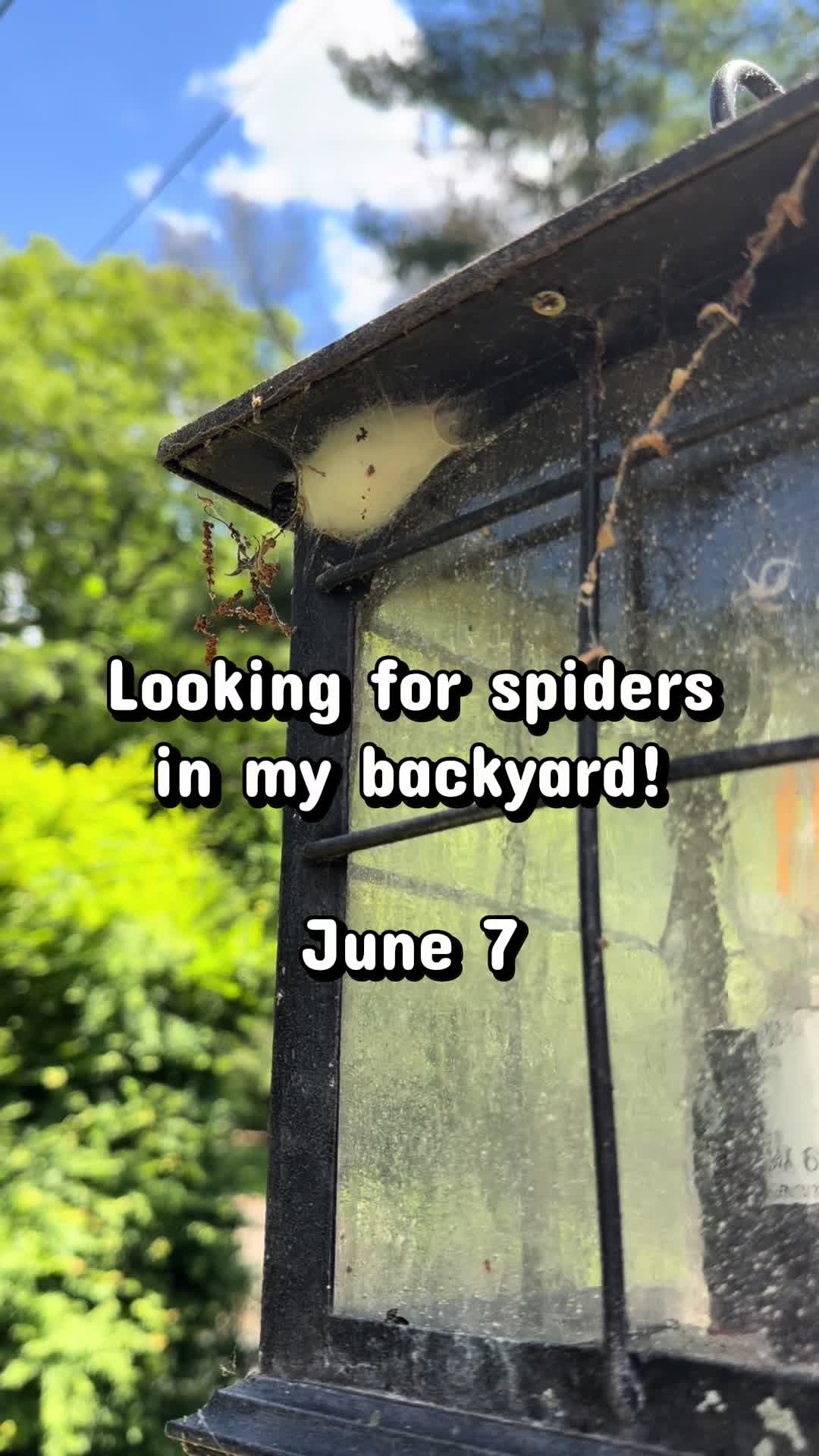@arachnids