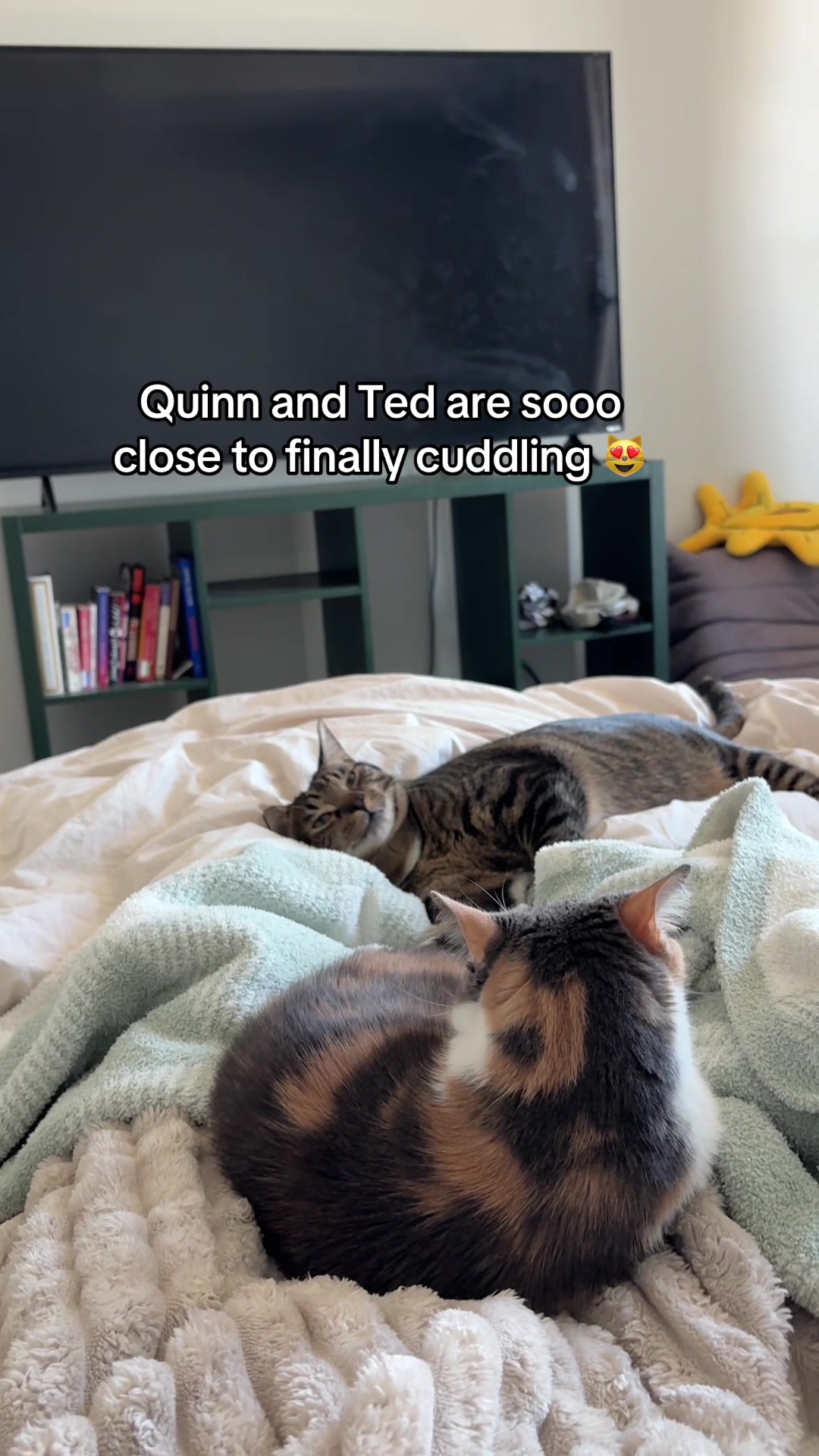 @Quinn The Calico