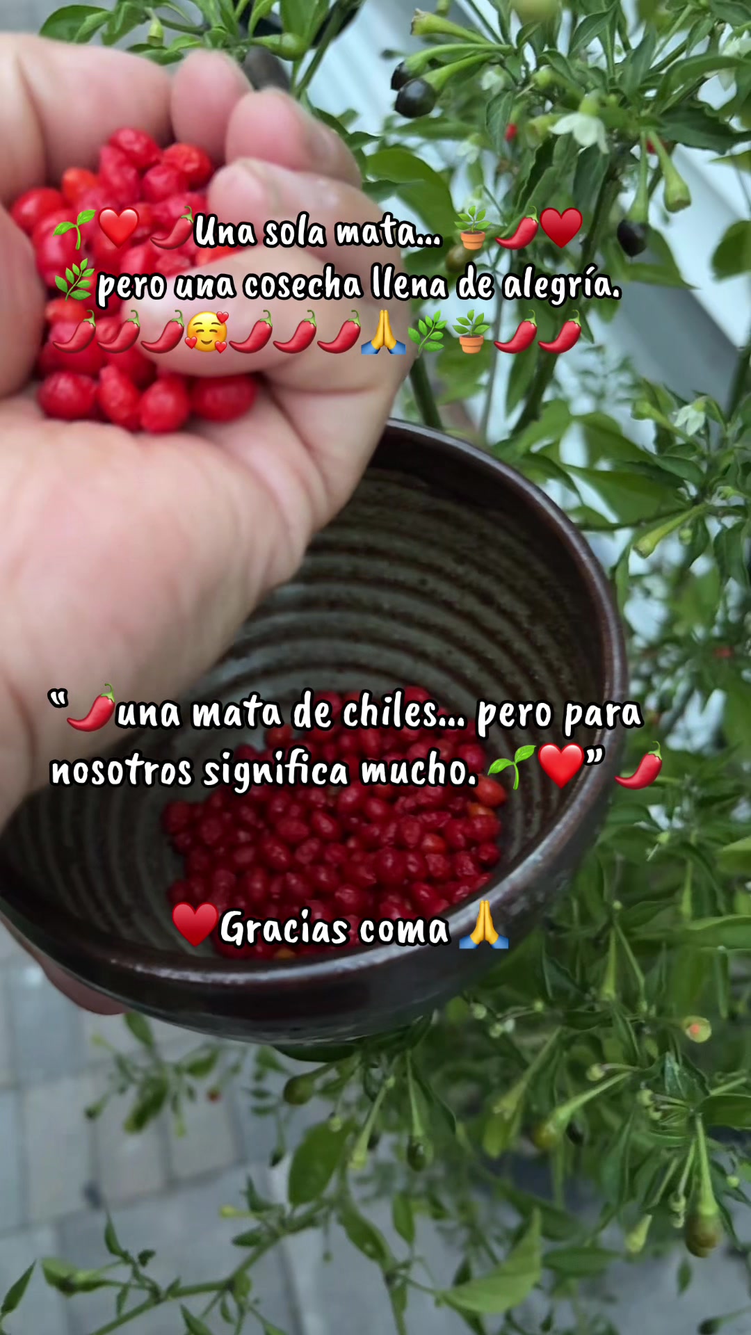 @🍂🍁🌻OTOÑO 🌻🍂🍁