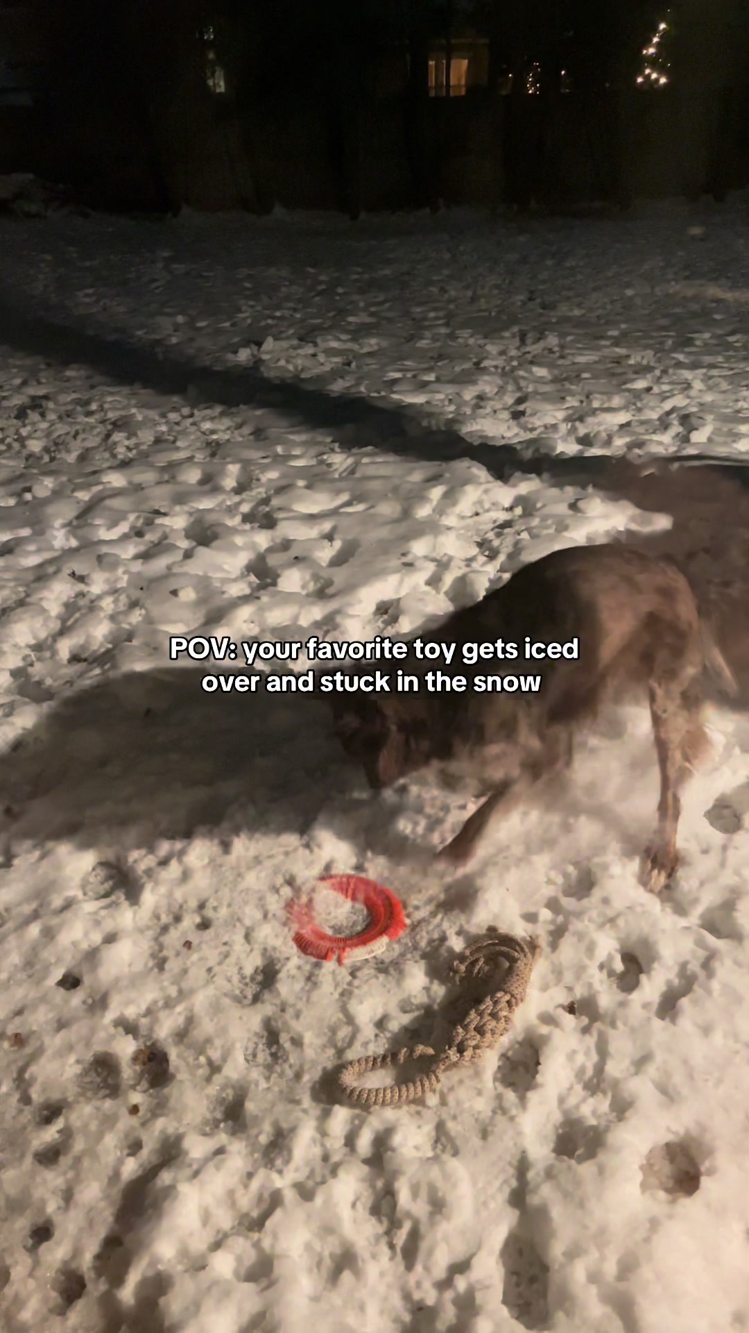 @THE LIFE OF KODA