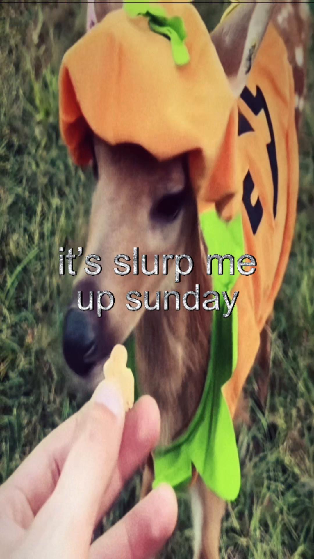 @livinlikedis