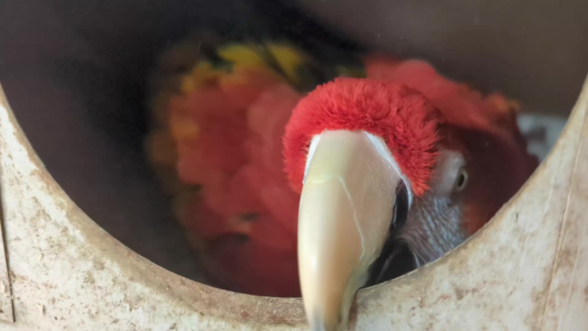 @Daybird Aviaries