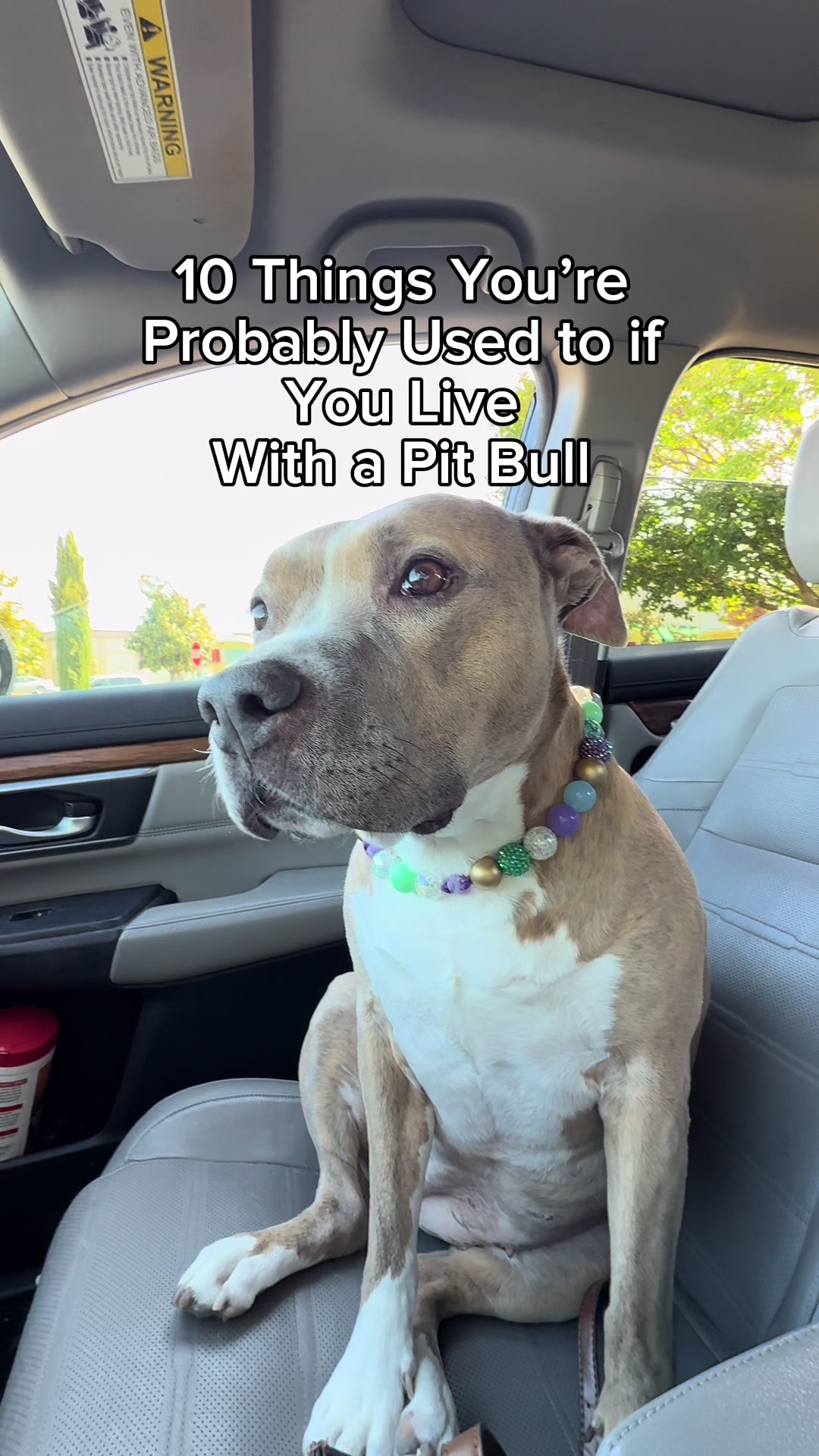 @Indie.pittie
