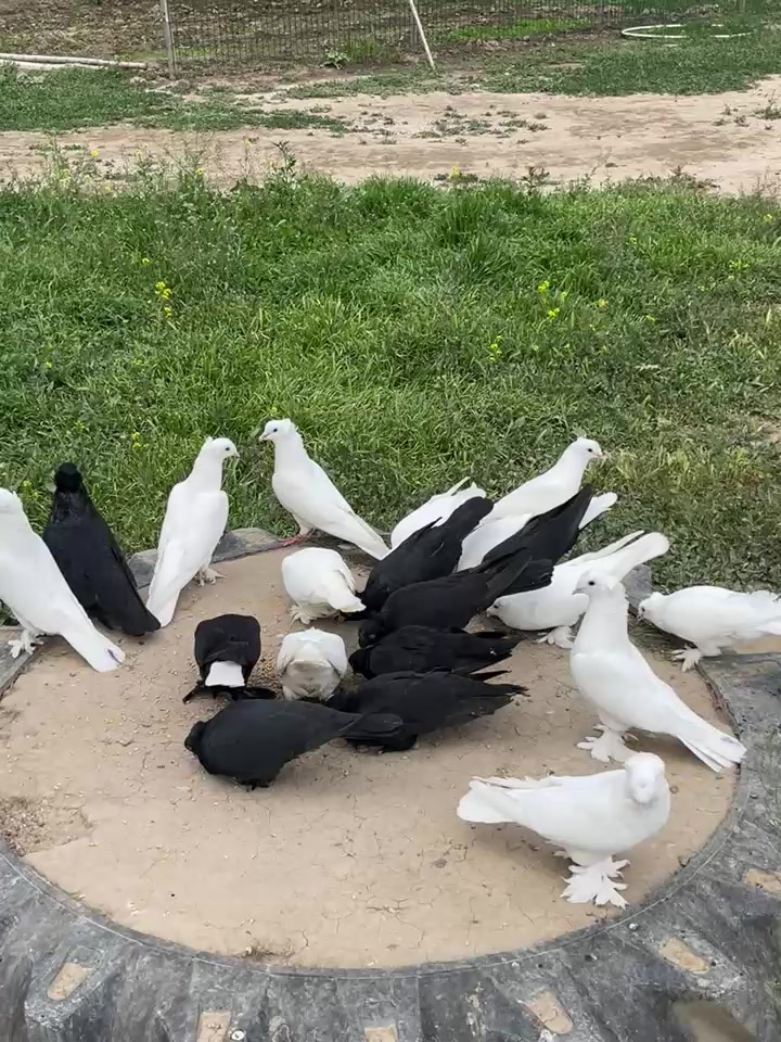 @Özkan Ulurak