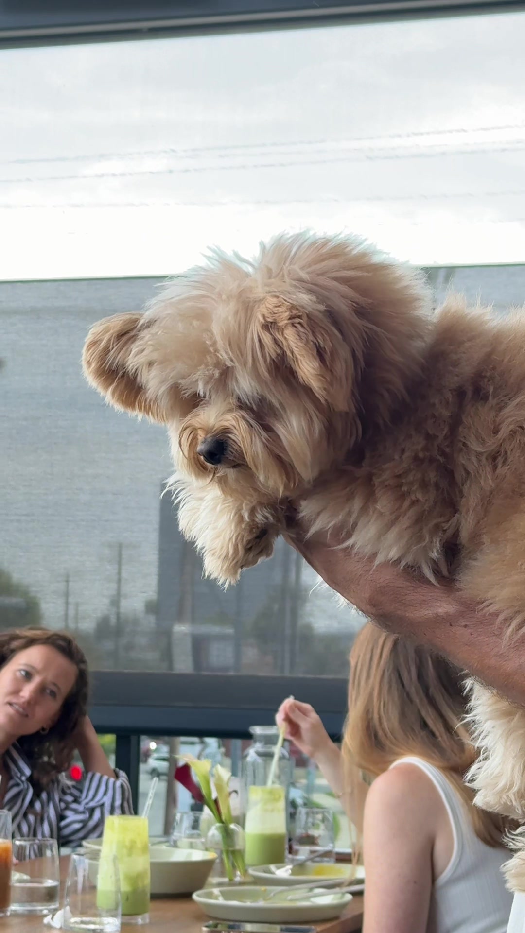 @pomapoo.barney