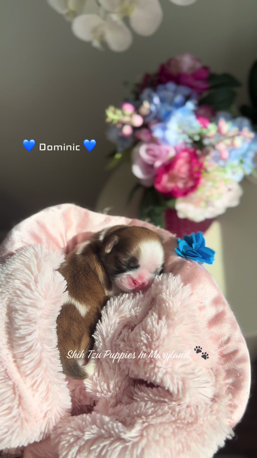 @Shih Tzu Puppies in Maryland