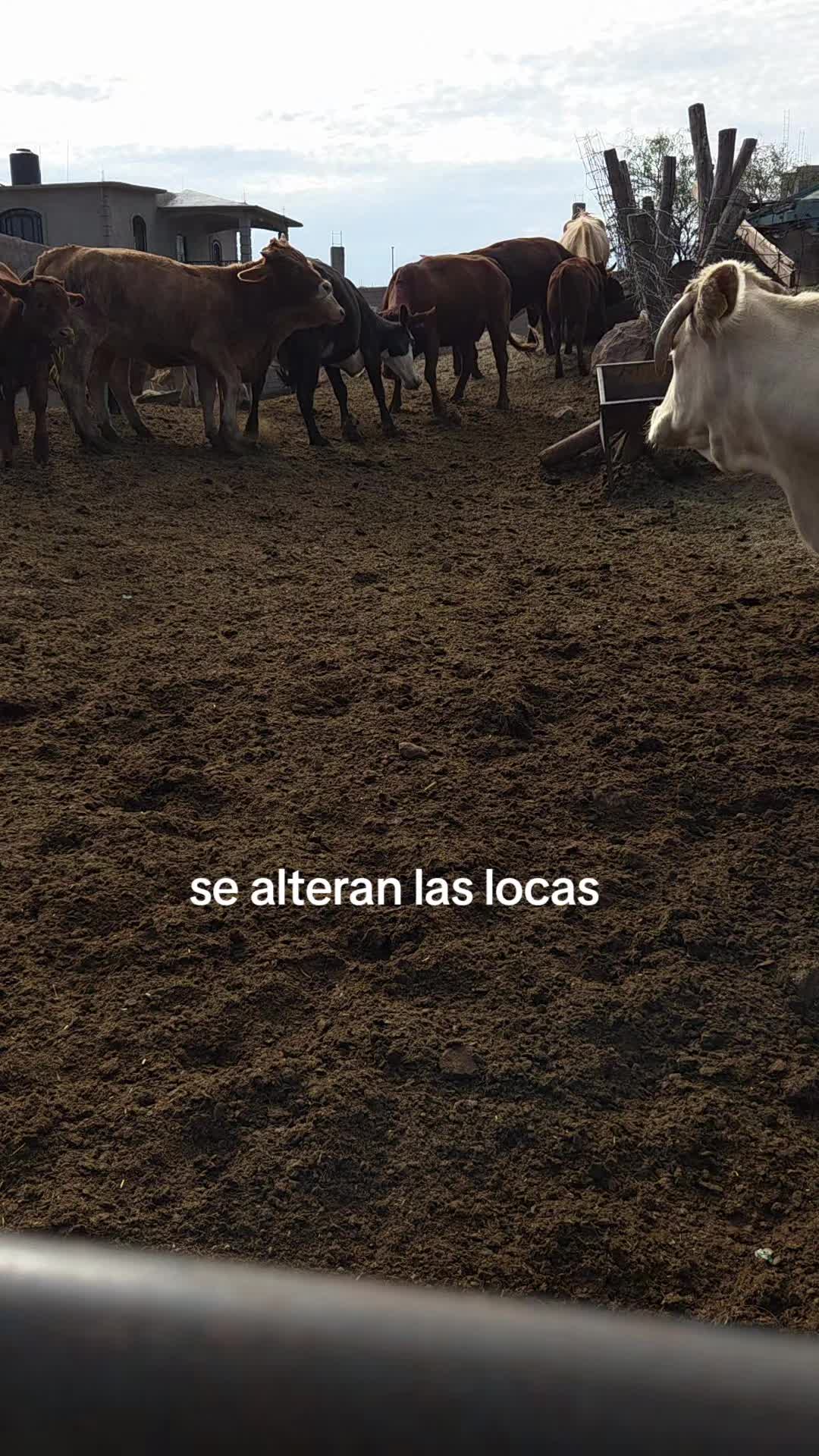 @BarbaCerrada0519
