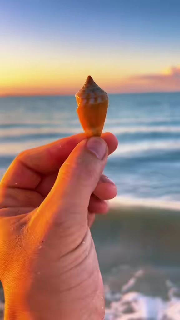 @Southwest Florida Shelling