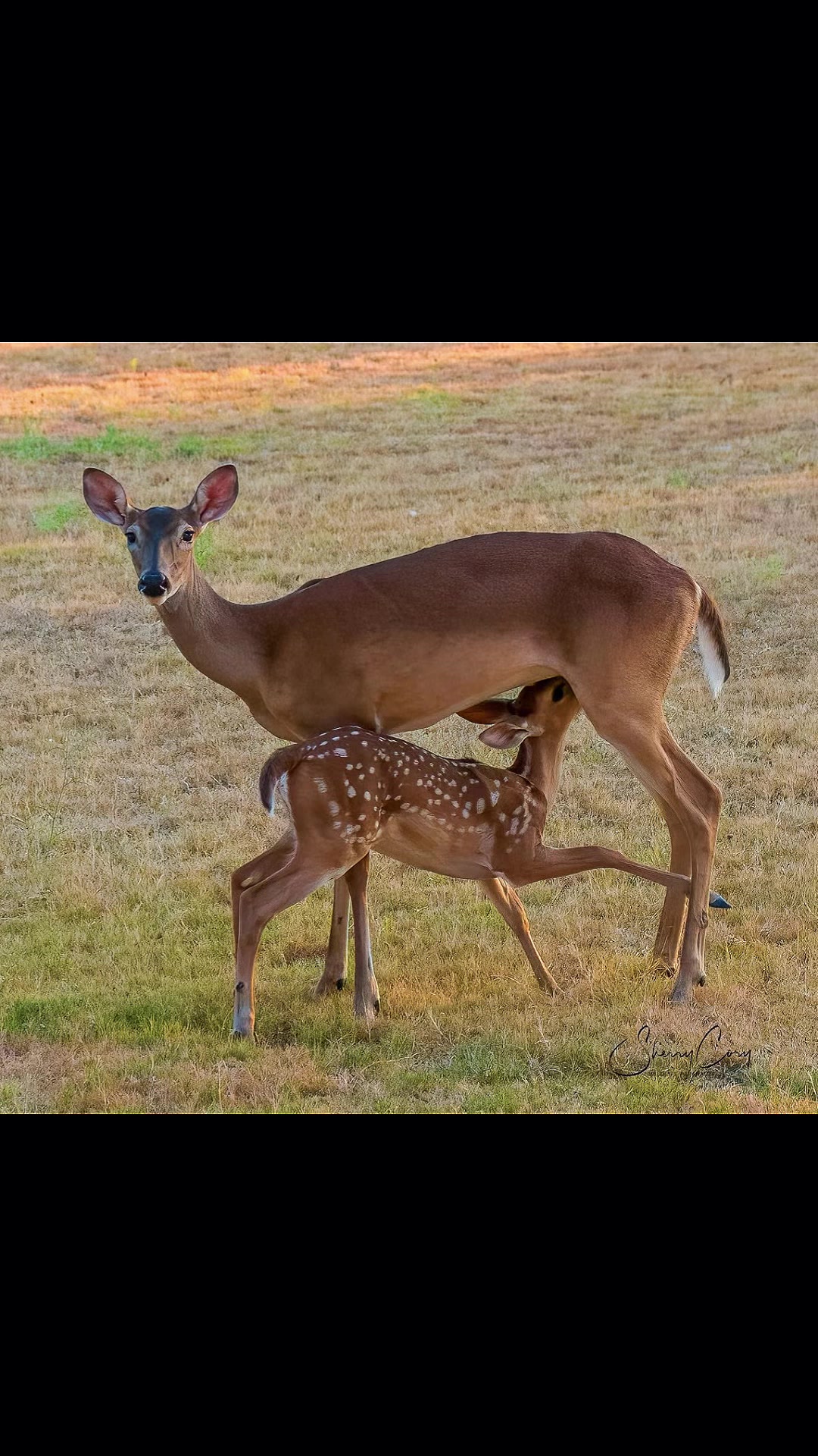 @❌Sherry &ldquo;Wildlife Paparazzi&rdquo;❌