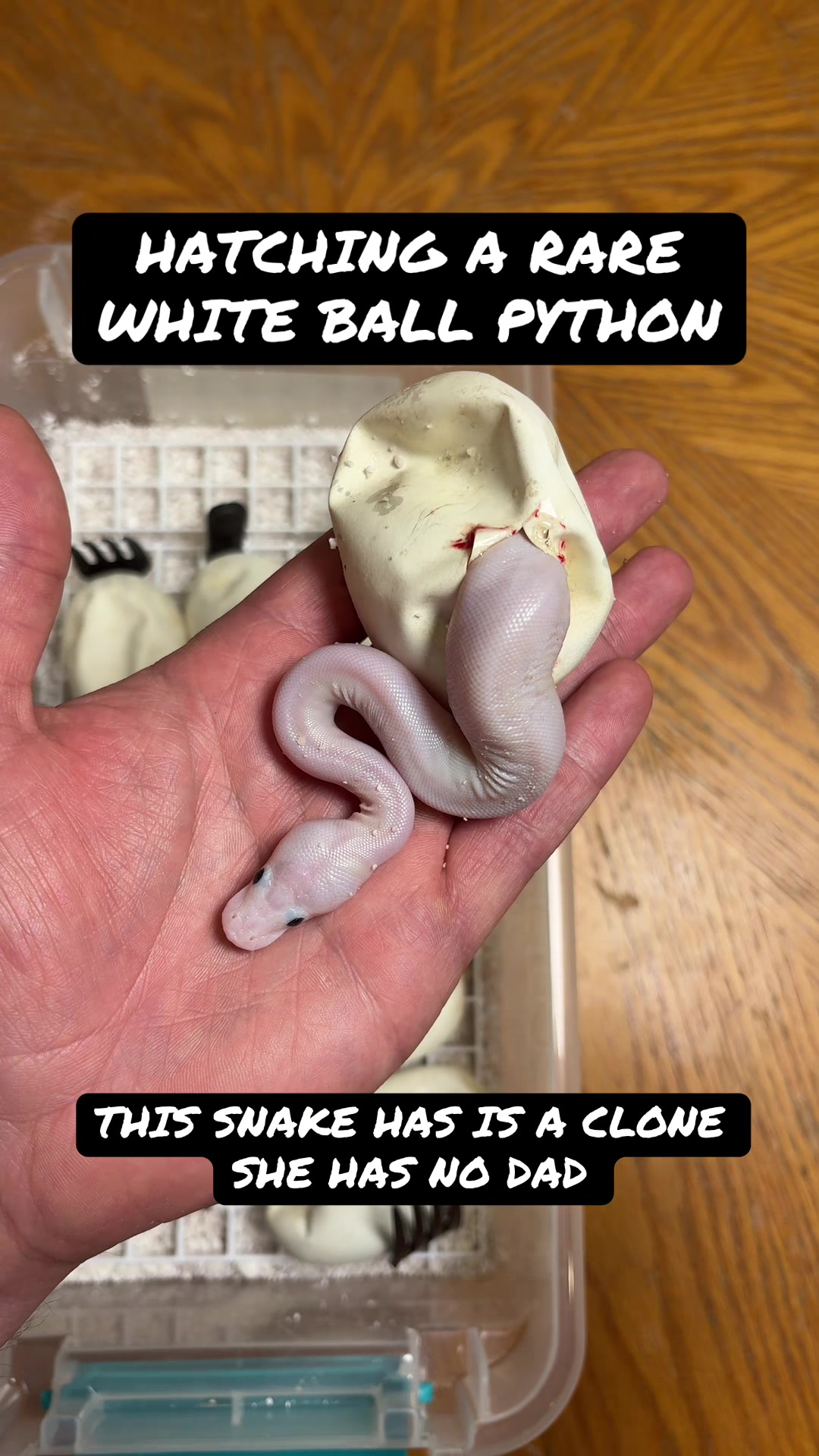 @Balls Of Fury Ball Pythons