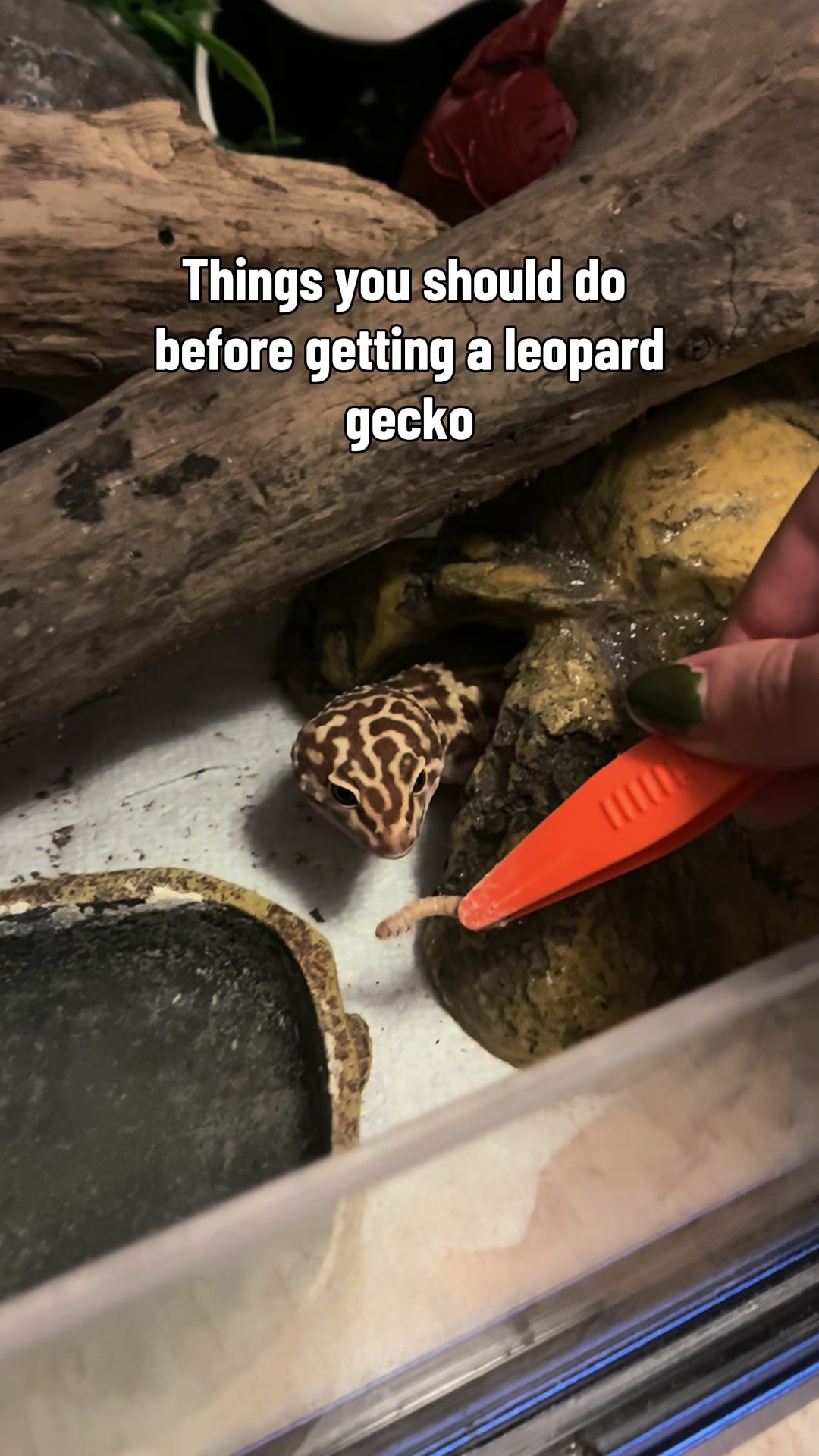 @Mika🦎