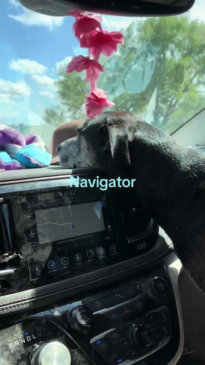 @angie.and.the_dogs