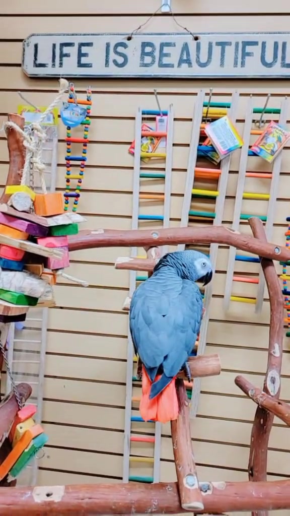 @Ben the bird