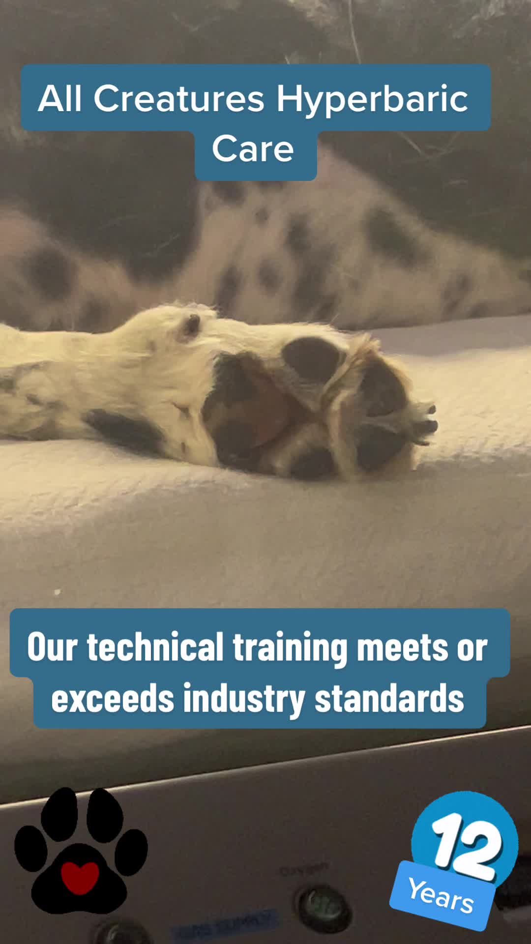 @#animalhyperbarics