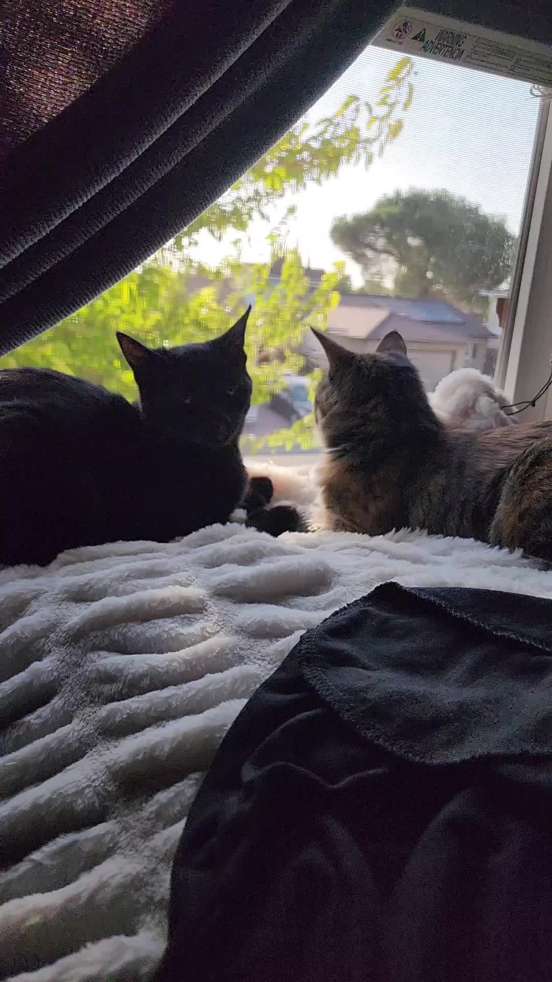 @Superkitties