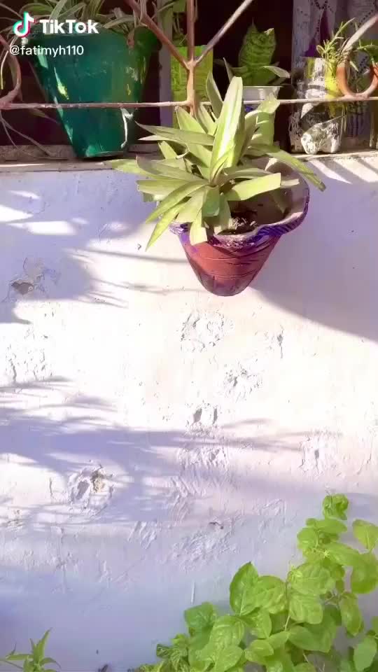 @Haider_Rajpoot