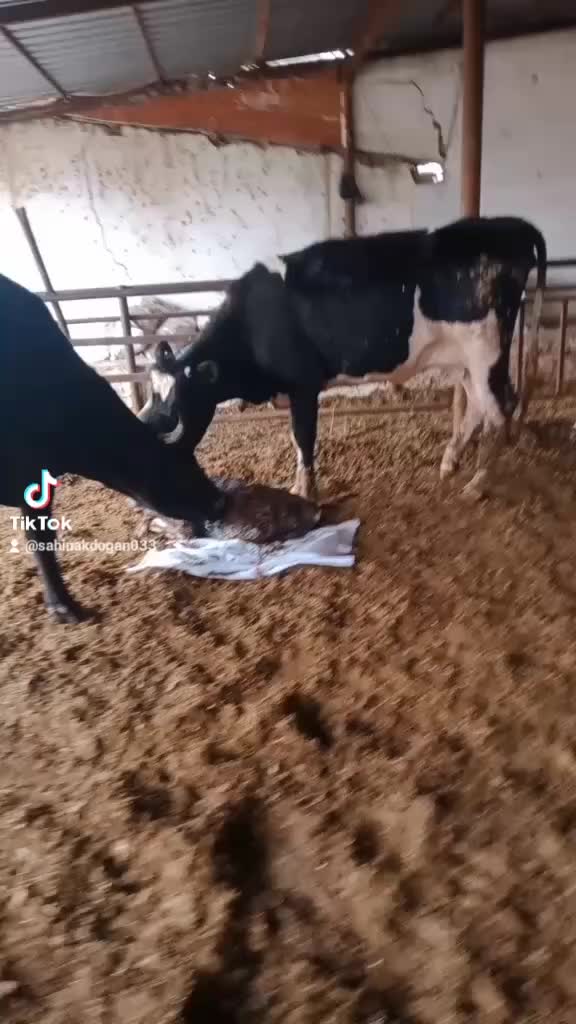 @şahin Akdoğan