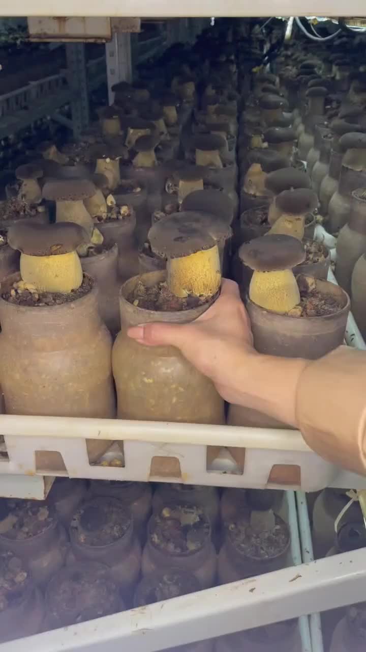 @satrisemushroom