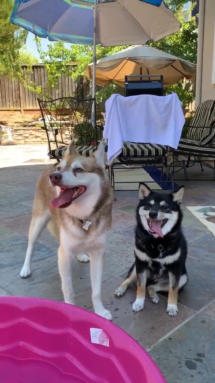 @Zoe the Shiba Inu