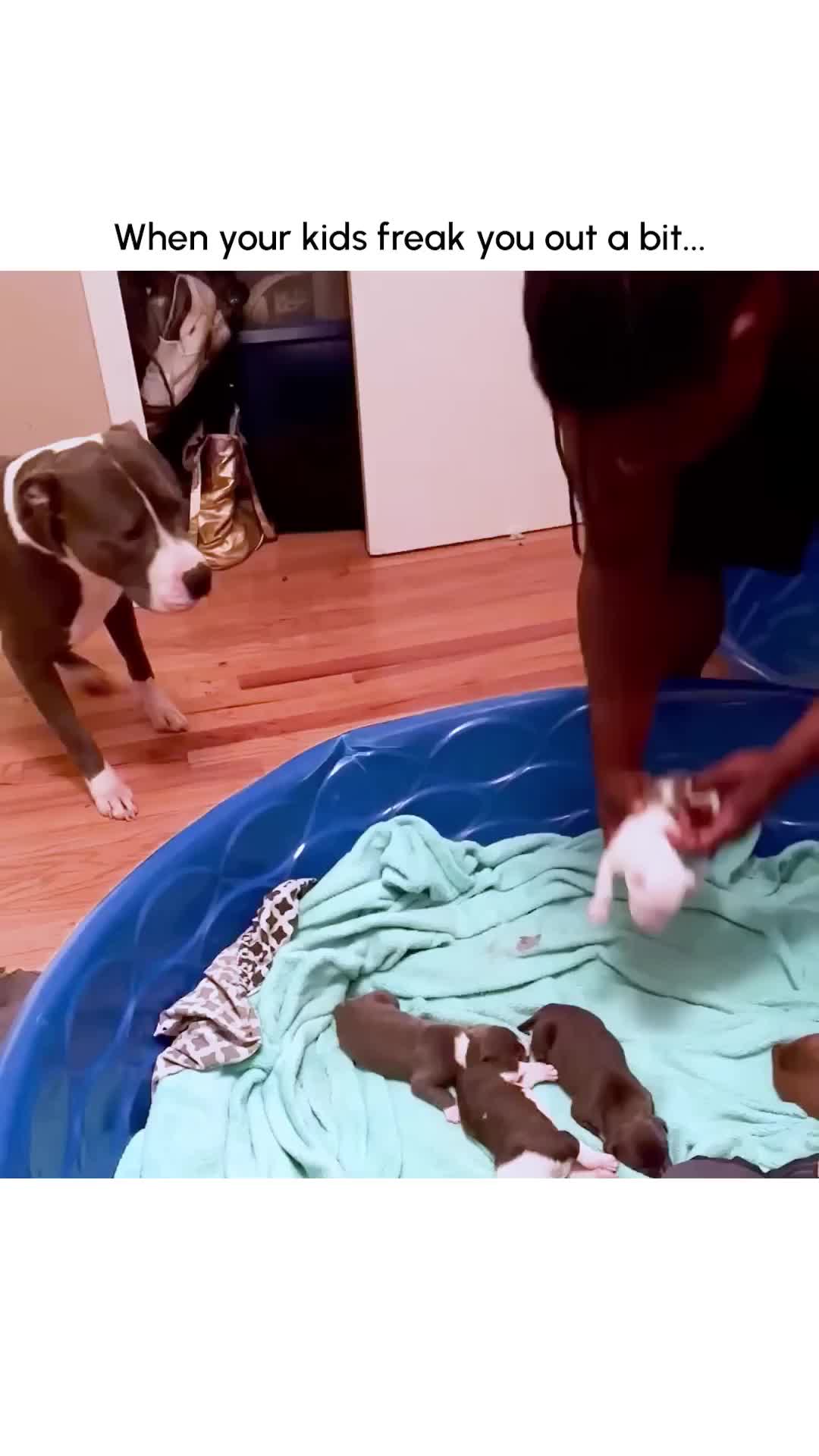 @pawfriends