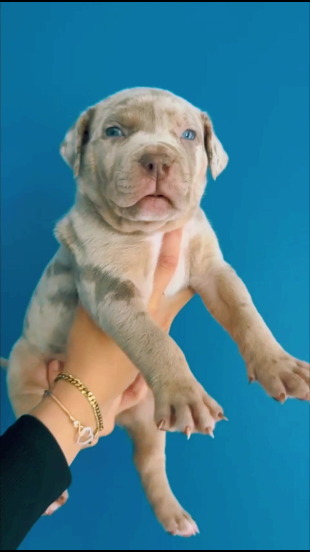 @ShadowBullyXXL