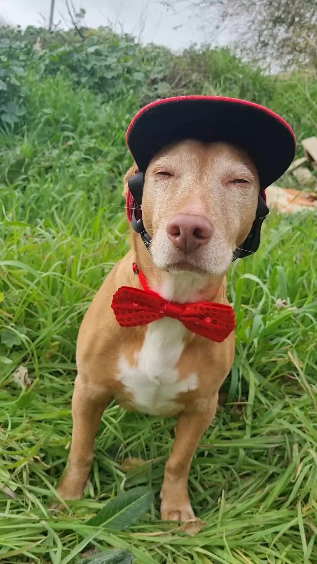 @Guffy_dog