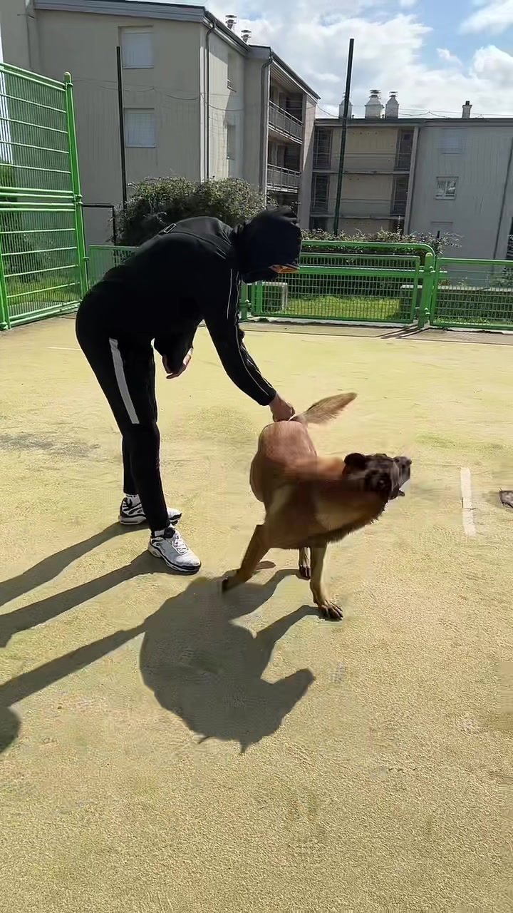 @Rios le malinois 🐕