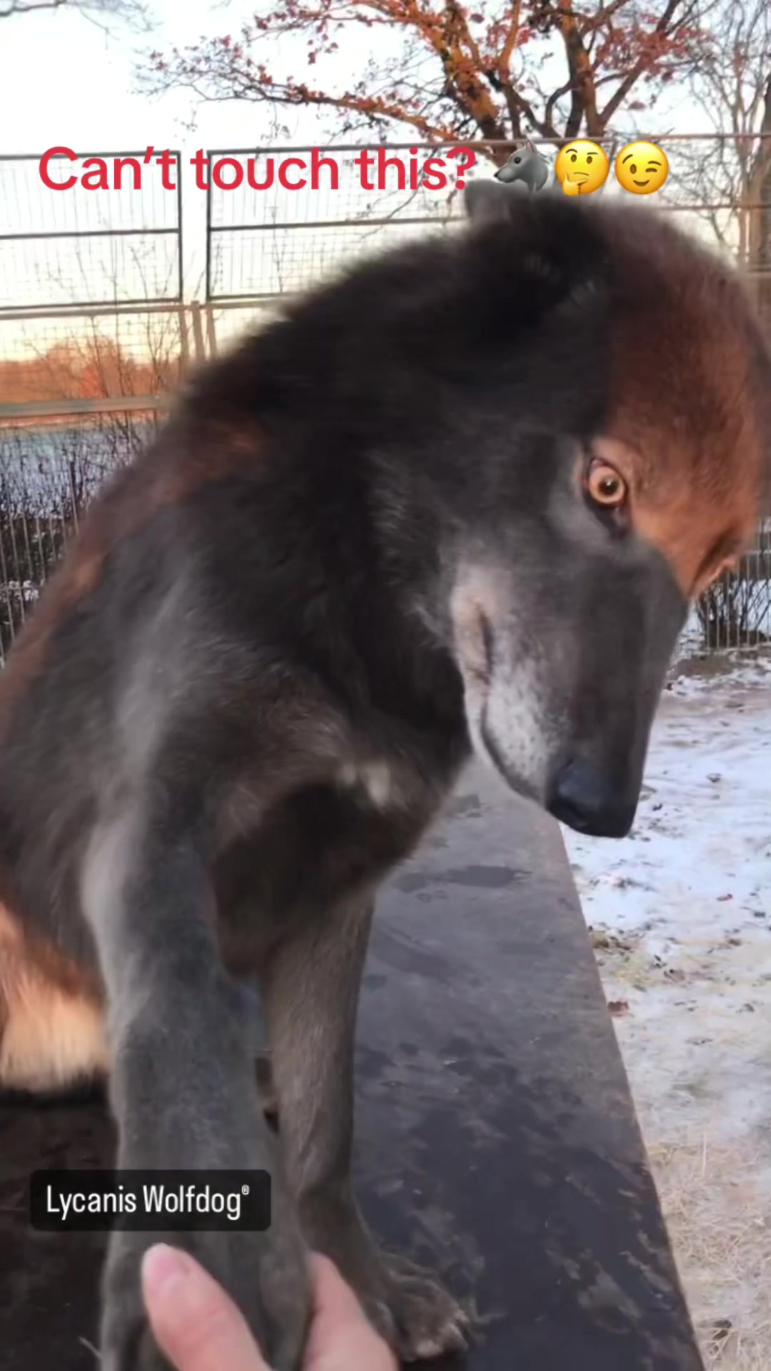 @Lycanis Wolfdog®