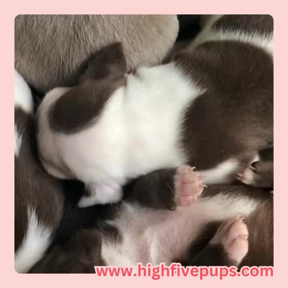 @Fort Worth Pit Puppies