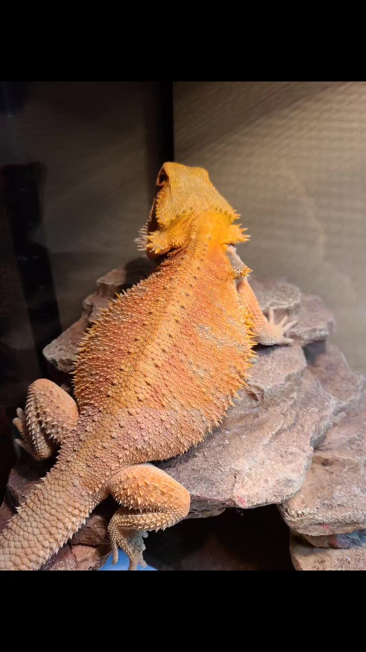 @TheReptileCompanyofWisconsin