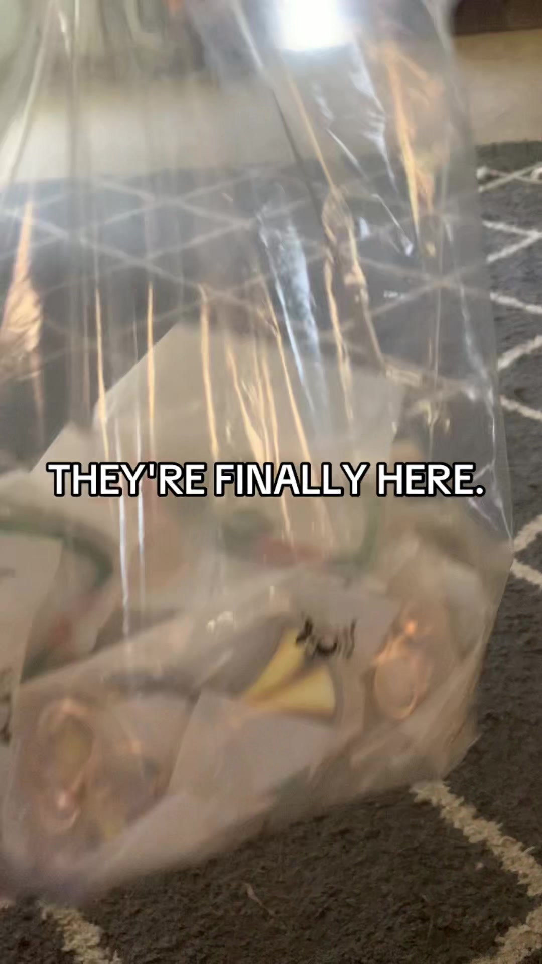 @gummie (no they/them pls!)