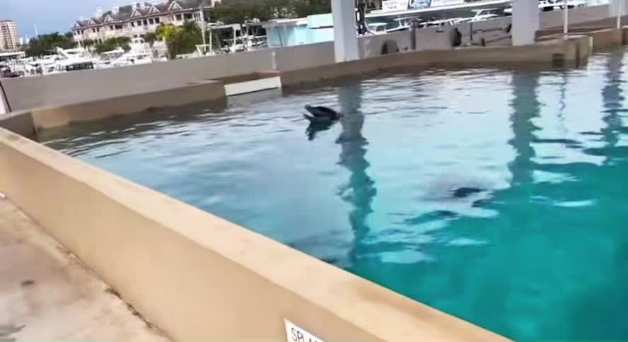 @dolphin_heart66