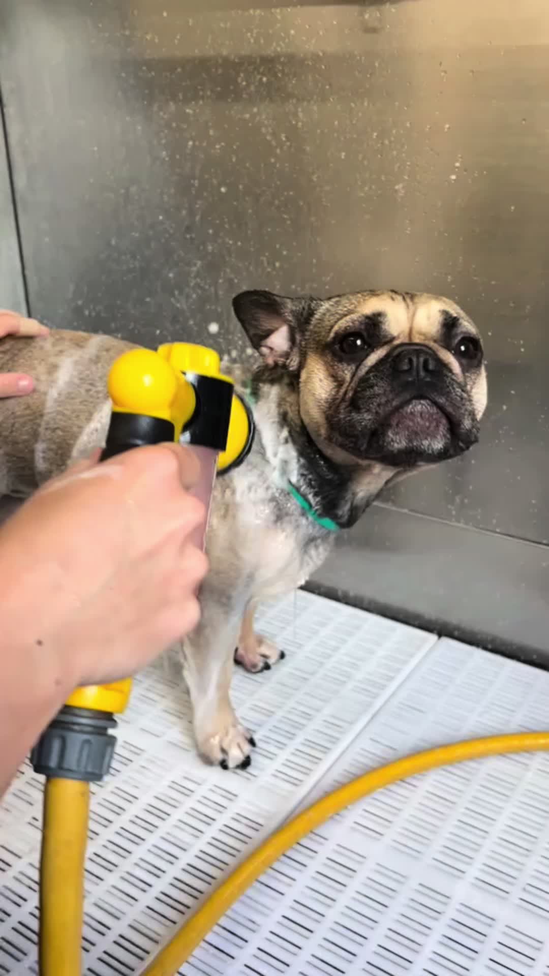 @Pet Angels