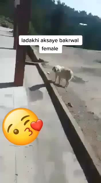 @Kashmiri_Bakrwal_Dog