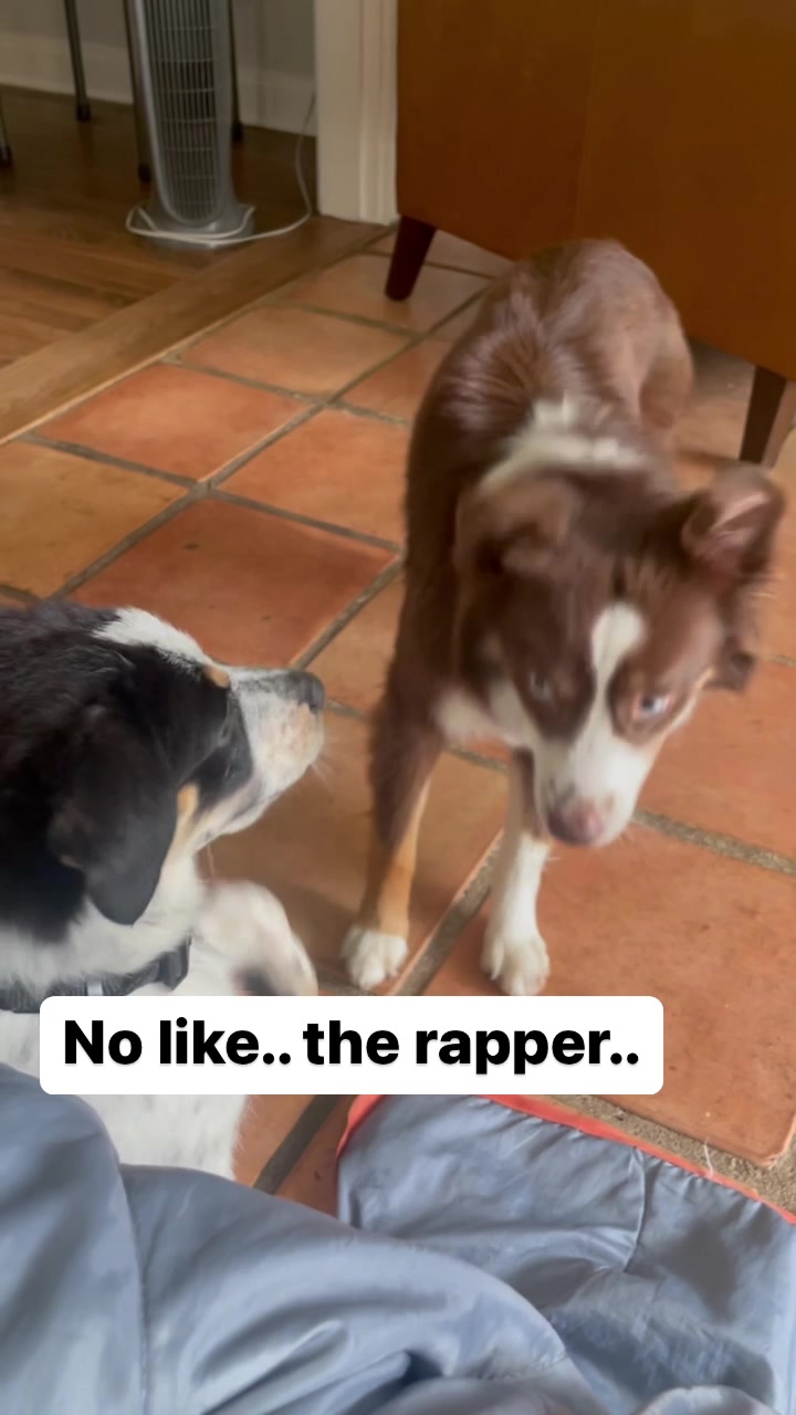 @captivatingk9s