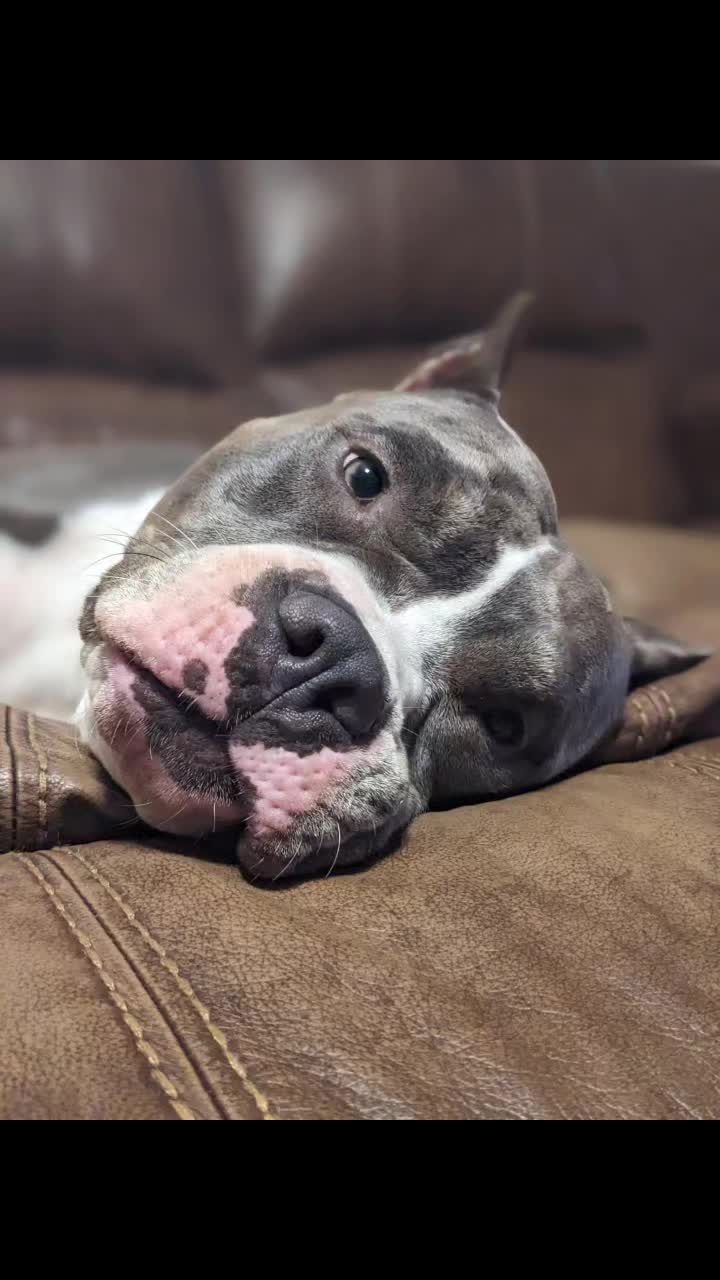 @Bella_Blue_Bully