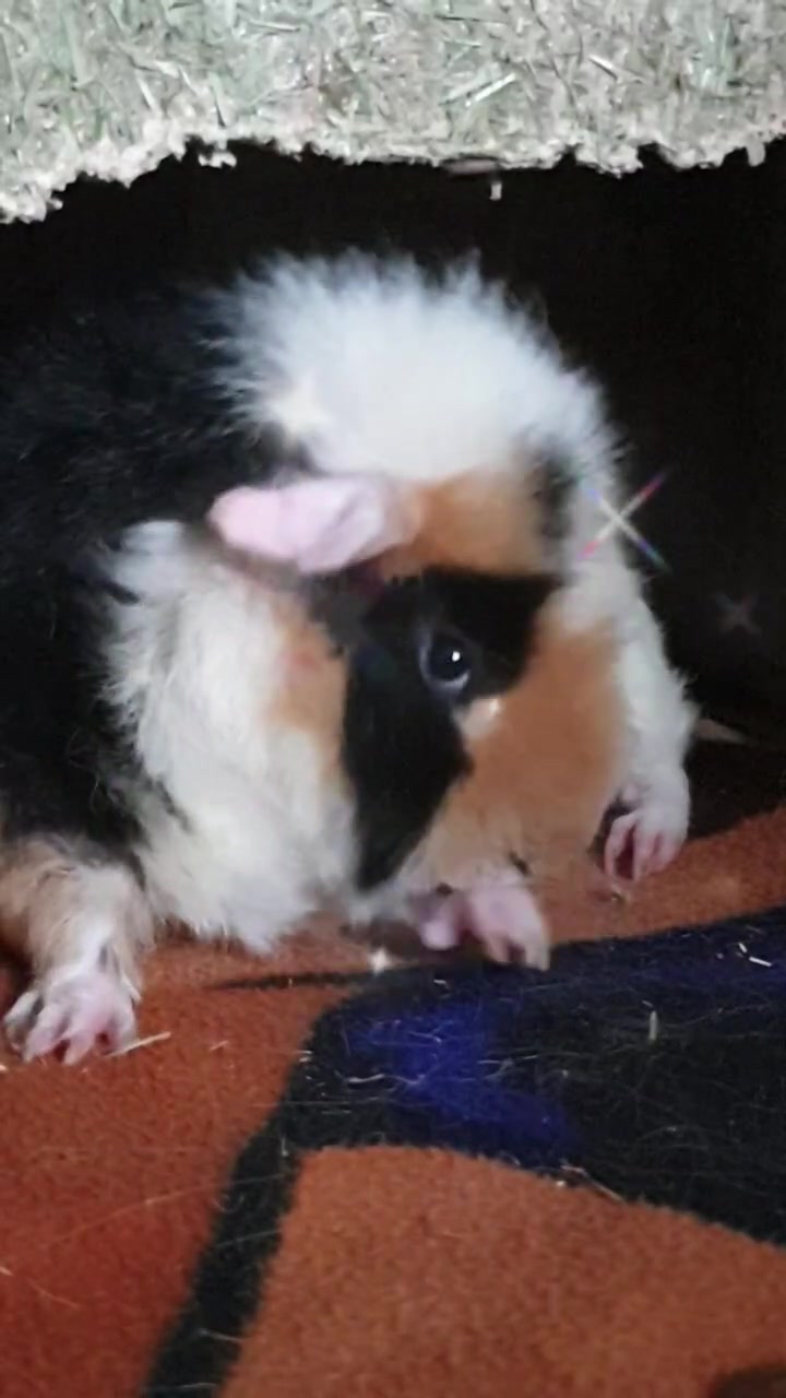 @Piggymassage