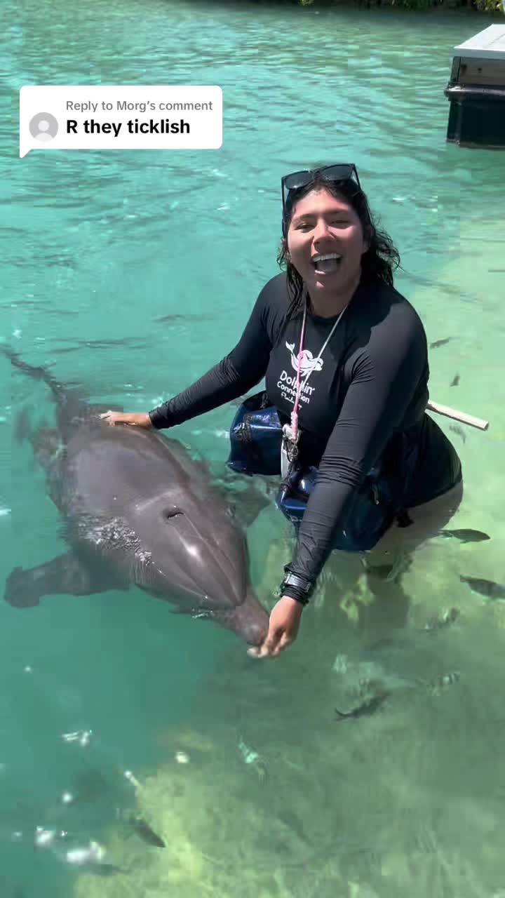 @dolphinconnection