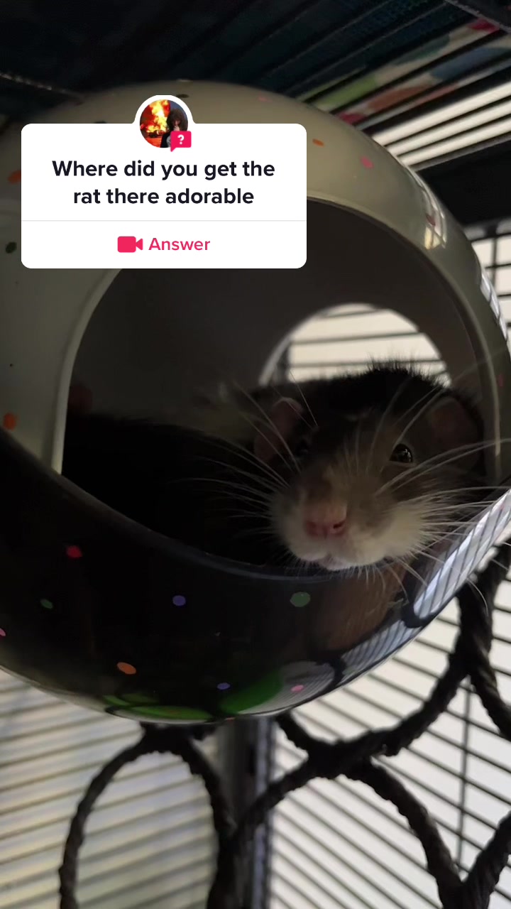 @Mini Mischief