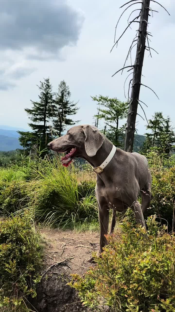 @lola | ig: heydoggyblog