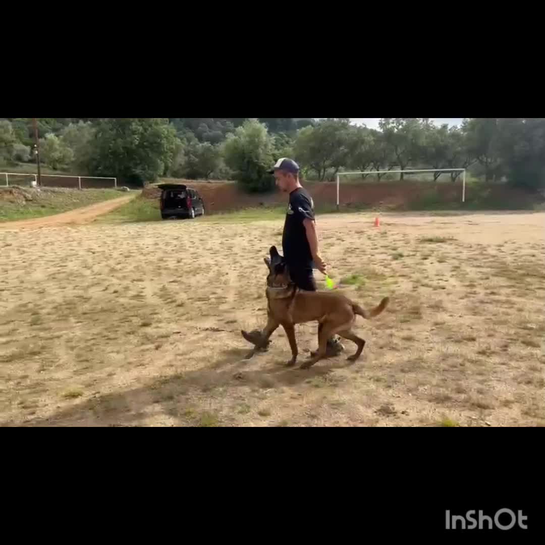@Rock a Dog